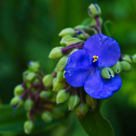 Синенький цветочек.