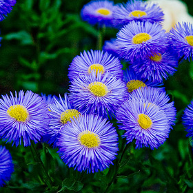 Синие цветы.